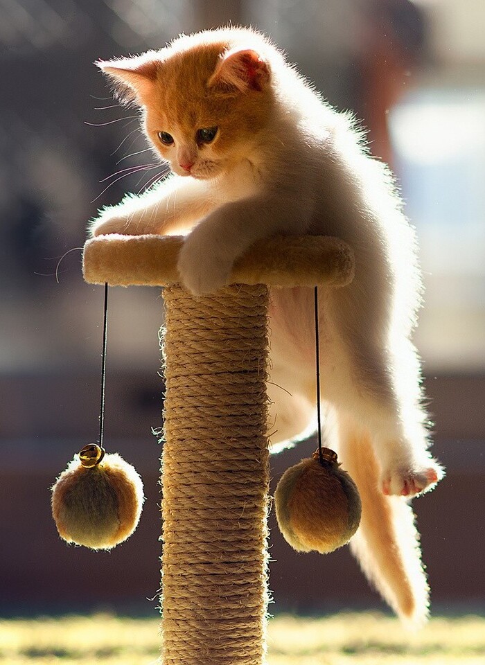 Mascota feliz en consulta